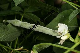 Pachyrhizus ahipa, Fabaceae, Pachyrhizus ahipa, Pachyrrhizus ahipa, Blhend und fruchtend Kauf von 06301pachyrhizus_ahipaimg_2623.jpg