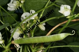 Pachyrhizus ahipa, Fabaceae, Pachyrhizus ahipa, Pachyrrhizus ahipa, Blhend und fruchtend Kauf von 06301pachyrhizus_ahipaimg_2624.jpg