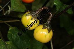 Solanum gilo 'Japanese Black Stem', Solanaceae, Solanum gilo 'Japanese Black Stem', fruchtend Kauf von 06303_solanum_gilo_japanese_black_stem_img_0148.jpg
