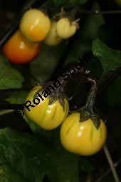 Solanum gilo 'Japanese Black Stem', Solanaceae, Solanum gilo 'Japanese Black Stem', fruchtend Kauf von 06303_solanum_gilo_japanese_black_stem_img_0149.jpg