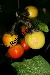 Solanum gilo 'Japanese Black Stem', Solanaceae, Solanum gilo 'Japanese Black Stem', fruchtend Kauf von 06303solanum_giloimg_2647.jpg