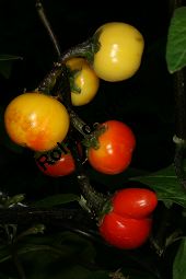 Solanum gilo 'Japanese Black Stem', Solanaceae, Solanum gilo 'Japanese Black Stem', fruchtend Kauf von 06303solanum_giloimg_2648.jpg