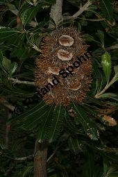 Gesägte Banksie, Banksia serrata, Proteaceae, Banksia serrata, Gesägte Banksie, Fruchtausschnitt Kauf von 06310banksia_serrataimg_2790.jpg