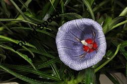 Mauritius-Glockenblume, Nesocodon mauritianus, Campanulaceae, Nesocodon mauritianus, Mauritius-Glockenblume, Blüte Kauf von 06316_nesocodon_mauritianus_dsc_0854.jpg