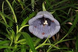 Mauritius-Glockenblume, Nesocodon mauritianus, Campanulaceae, Nesocodon mauritianus, Mauritius-Glockenblume, Blüte Kauf von 06316_nesocodon_mauritianus_dsc_0855.jpg