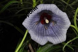 Mauritius-Glockenblume, Nesocodon mauritianus, Campanulaceae, Nesocodon mauritianus, Mauritius-Glockenblume, Blüte Kauf von 06316_nesocodon_mauritianus_dsc_0857.jpg