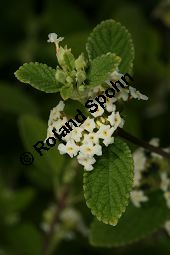 Mexikanisches Oreganokraut, Lippia graveolens, Verbenaceae, Lippia graveolens, Mexikanisches Oreganokraut, Blhend Kauf von 06318lippia_graveolensimg_2848.jpg