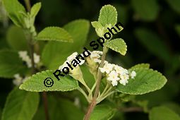 Mexikanisches Oreganokraut, Lippia graveolens, Verbenaceae, Lippia graveolens, Mexikanisches Oreganokraut, Blühend Kauf von 06318lippia_graveolensimg_2849.jpg