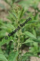 Vielsamiger Gnsefu, Chenopodium polyspermum, Chenopodiaceae, Chenopodium polyspermum, Vielsamiger Gnsefu, Blhend/fruchtend Kauf von 06323chenopodium_polyspermumimg_2878.jpg