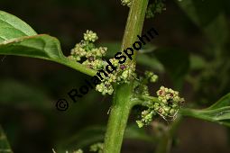 Vielsamiger Gnsefu, Chenopodium polyspermum, Chenopodiaceae, Chenopodium polyspermum, Vielsamiger Gnsefu, Blhend/fruchtend Kauf von 06323chenopodium_polyspermumimg_2880.jpg