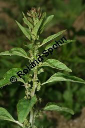 Vielsamiger Gänsefuß, Chenopodium polyspermum, Chenopodiaceae, Chenopodium polyspermum, Vielsamiger Gänsefuß, Blühend/fruchtend Kauf von 06323chenopodium_polyspermumimg_2881.jpg