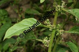 Vielsamiger Gänsefuß, Chenopodium polyspermum, Chenopodiaceae, Chenopodium polyspermum, Vielsamiger Gänsefuß, Blühend/fruchtend Kauf von 06323chenopodium_polyspermumimg_2882.jpg