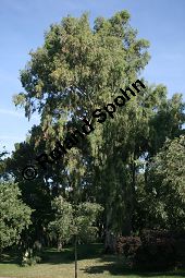 Rotgummibaum, Eucalyptus camaldulensis, Myrtaceae, Eucalyptus camaldulensis, Rotgummibaum, Beblättert Kauf von 06324_eucalyptus_camaldulensis_img_9257.jpg