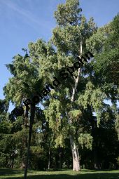 Rotgummibaum, Eucalyptus camaldulensis, Myrtaceae, Eucalyptus camaldulensis, Rotgummibaum, Beblättert Kauf von 06324_eucalyptus_camaldulensis_img_9258.jpg