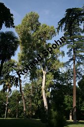 Rotgummibaum, Eucalyptus camaldulensis, Myrtaceae, Eucalyptus camaldulensis, Rotgummibaum, Beblättert Kauf von 06324_eucalyptus_camaldulensis_img_9261.jpg
