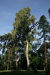Rotgummibaum, Eucalyptus camaldulensis, Myrtaceae, Eucalyptus camaldulensis, Rotgummibaum, Beblättert Kauf von 06324_eucalyptus_camaldulensis_img_9262.jpg