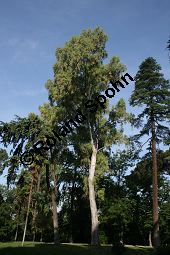 Rotgummibaum, Eucalyptus camaldulensis, Myrtaceae, Eucalyptus camaldulensis, Rotgummibaum, Beblättert Kauf von 06324_eucalyptus_camaldulensis_img_9263.jpg