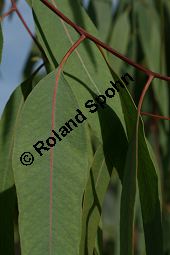 Rotgummibaum, Eucalyptus camaldulensis, Myrtaceae, Eucalyptus camaldulensis, Rotgummibaum, Beblättert Kauf von 06324eucalyptus_camaldulensisimg_2909.jpg
