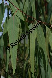 Rotgummibaum, Eucalyptus camaldulensis, Myrtaceae, Eucalyptus camaldulensis, Rotgummibaum, Beblättert Kauf von 06324eucalyptus_camaldulensisimg_2910.jpg