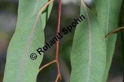 Rotgummibaum, Eucalyptus camaldulensis, Myrtaceae, Eucalyptus camaldulensis, Rotgummibaum, Beblättert Kauf von 06324eucalyptus_camaldulensisimg_2911.jpg