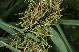 Lemongras, Cymbopogon flexuosus Kauf von 06327cymbopogon_flexuosusimg_2972.jpg