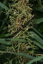 Lemongras, Cymbopogon flexuosus Kauf von 06327cymbopogon_flexuosusimg_2973.jpg