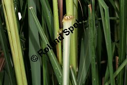 Lemongras, Cymbopogon flexuosus Kauf von 06327cymbopogon_flexuosusimg_5953.jpg