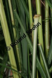 Lemongras, Cymbopogon flexuosus Kauf von 06327cymbopogon_flexuosusimg_5954.jpg