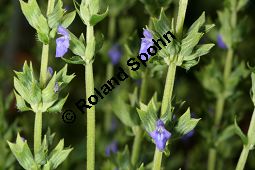 Chia-Salbei, Salvia hispanica, Lamiaceae, Salvia hispanica, Chia-Salbei, Chia, Blühend Kauf von 06329salvia_hispanicaimg_3018.jpg