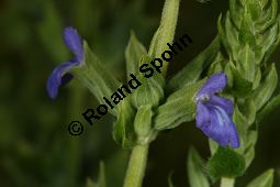 Chia-Salbei, Salvia hispanica, Lamiaceae, Salvia hispanica, Chia-Salbei, Chia, Blhend Kauf von 06329salvia_hispanicaimg_3021.jpg