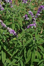 Mexikanischer Salbei, Salvia leucantha, Lamiaceae, Salvia leucantha, Mexikanischer Salbei, Blühend Kauf von 06330salvia_leucanthaimg_3022.jpg