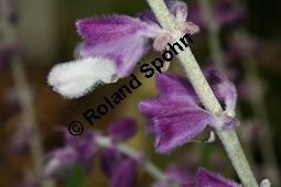 Mexikanischer Salbei, Salvia leucantha, Lamiaceae, Salvia leucantha, Mexikanischer Salbei, Blühend Kauf von 06330salvia_leucanthaimg_3023.jpg
