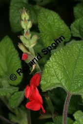 Guaven-Salbei, Salvia darcyi, Lamiaceae, Salvia darcyi, Guaven-Salbei, Blühend Kauf von 06331_salvia_darcyi_img_4018.jpg