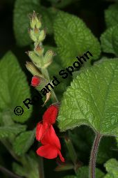 Guaven-Salbei, Salvia darcyi, Lamiaceae, Salvia darcyi, Guaven-Salbei, Blhend Kauf von 06331_salvia_darcyi_img_4018.jpg