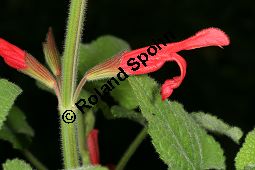 Guaven-Salbei, Salvia darcyi, Lamiaceae, Salvia darcyi, Guaven-Salbei, Blühend Kauf von 06331_salvia_darcyi_img_4019.jpg