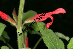 Guaven-Salbei, Salvia darcyi, Lamiaceae, Salvia darcyi, Guaven-Salbei, Blhend Kauf von 06331_salvia_darcyi_img_4019.jpg