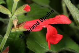 Guaven-Salbei, Salvia darcyi, Lamiaceae, Salvia darcyi, Guaven-Salbei, Blühend Kauf von 06331_salvia_darcyi_img_4020.jpg