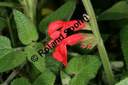 Guaven-Salbei, Salvia darcyi, Lamiaceae, Salvia darcyi, Guaven-Salbei, Blühend Kauf von 06331_salvia_garcyi_img_9822.jpg