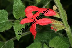 Guaven-Salbei, Salvia darcyi, Lamiaceae, Salvia darcyi, Guaven-Salbei, Blühend Kauf von 06331_salvia_garcyi_img_9823.jpg