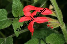 Guaven-Salbei, Salvia darcyi, Lamiaceae, Salvia darcyi, Guaven-Salbei, Blhend Kauf von 06331_salvia_garcyi_img_9823.jpg