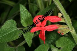 Guaven-Salbei, Salvia darcyi, Lamiaceae, Salvia darcyi, Guaven-Salbei, Blühend Kauf von 06331_salvia_garcyi_img_9824.jpg