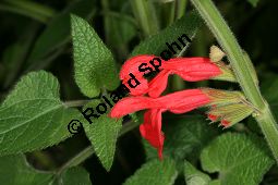 Guaven-Salbei, Salvia darcyi, Lamiaceae, Salvia darcyi, Guaven-Salbei, Blhend Kauf von 06331_salvia_garcyi_img_9824.jpg