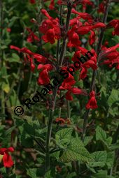 Guaven-Salbei, Salvia darcyi, Lamiaceae, Salvia darcyi, Guaven-Salbei, Blühend Kauf von 06331salvia_darcyiimg_3024.jpg
