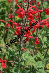 Guaven-Salbei, Salvia darcyi, Lamiaceae, Salvia darcyi, Guaven-Salbei, Blühend Kauf von 06331salvia_darcyiimg_3025.jpg