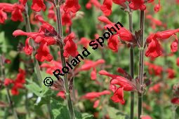 Guaven-Salbei, Salvia darcyi, Lamiaceae, Salvia darcyi, Guaven-Salbei, Blühend Kauf von 06331salvia_darcyiimg_3026.jpg