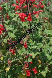 Guaven-Salbei, Salvia darcyi, Lamiaceae, Salvia darcyi, Guaven-Salbei, Blühend Kauf von 06331salvia_darcyiimg_3027.jpg