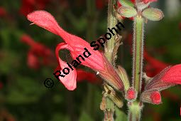 Guaven-Salbei, Salvia darcyi, Lamiaceae, Salvia darcyi, Guaven-Salbei, Blühend Kauf von 06331salvia_darcyiimg_3028.jpg