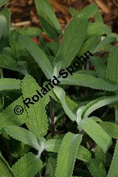 Weißblättriger Salbei, Salvia leucophylla, Lamiaceae, Salvia leucophylla, Weißblättriger Salbei, Beblättert Kauf von 06333salvia_leucophyllaimg_3033.jpg