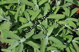 Weißblättriger Salbei, Salvia leucophylla, Lamiaceae, Salvia leucophylla, Weißblättriger Salbei, Beblättert Kauf von 06333salvia_leucophyllaimg_3034.jpg