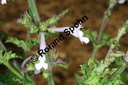 Raublatt-Salbei, Salvia scabra, Lamiaceae, Salvia scabra, Raublatt-Salbei, Beblättert Kauf von 06334salvia_scabraimg_3036.jpg